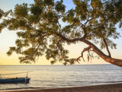 Situbondo: Permata Tersembunyi di Pesisir Utara Jawa Timur, Menanti Liburan Pantai Impian Anda! 8 Situbondo: Permata Tersembunyi di Pesisir Utara Jawa Timur, Menanti Liburan Pantai Impian Anda!